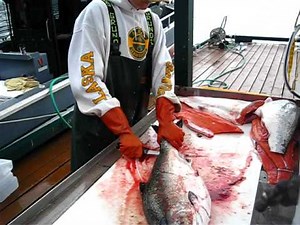 Filleting Alaska salmon and halibut the easy way with Kingfisher lodge, Craig Alaska, Prince