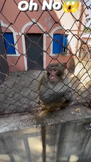 Prank on monkey 🐒||funny moments 😂 #TBT #trending #comedy #viral #short #monkeys #prank #reelsfypシ Reels Vs Y | ZanyZone