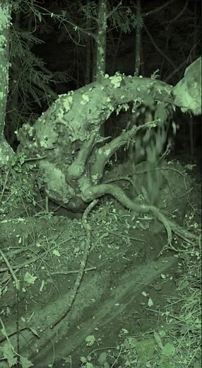 An Old Grizzly Still Knows Where to Find Food 🐻