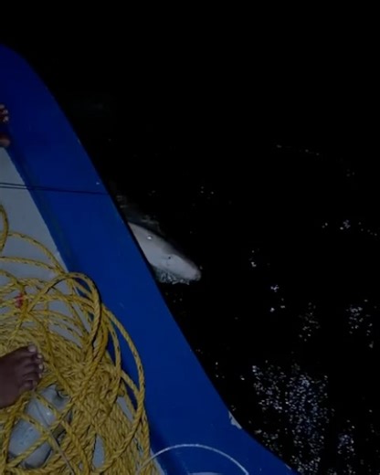 Miyaru Programme | Maldives Shark Research & Conservation on Instagram: "Since the re-opening of gulper shark fisheries, we’ve been receiving increased reports of illegal shark fishing incidents across the Maldives. That’s why today’s Fin-Friendly Friday focuses on shark fishing and what to do if you encounter it. If you come across a longline or any fishing gear set to catch sharks, please: 👉 Carefully remove the gear and release the animal if it is alive (only if it is safe to do so) &