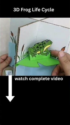 3D Frog Life Cycle | video on channel #lifecycle #craft #shortsfeed