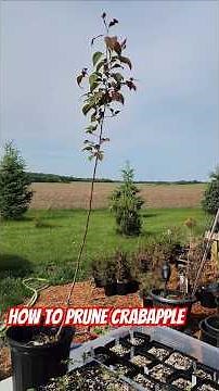 How to Prune Crabapple tree. #zone4 #garden #gardening