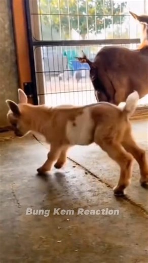 This baby goat just can’t stop dancing! Jumping around like it’s the happiest day ever Too cute to handle try not to smile watching this!🐐 🤣 #suara #sound #fyppp #soundviral #sheep #goat #kambing #lamb #funny #reels #reaction #USA #UK #DIY #jangkauanluas #fypviral #vidioreel #asmr #ASMR | Bung Kem Reaction