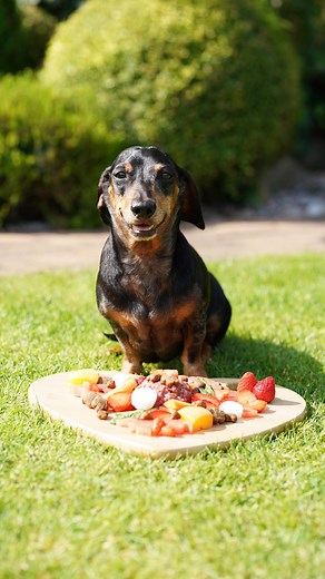 17K views · 319 reactions | Happy Gotcha Day, Benji Boo ❤️ 9 years...