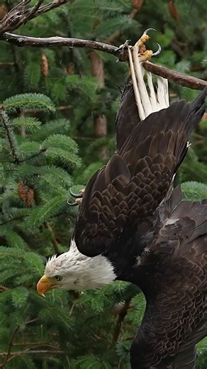 Mark Smith on Instagram: "From a distance I watched an eagle frantically attacking a tree branch. What the hell was going on I thought. As we got closer, I peered through my zoom lens and the misty rain. Was the bird stuck?? “Sam! Get closer I yelled.” Sam eased the boat in gear and we crept in. How in the world??? The odds of this bird placing one perfect sized talon in the space between those two branches must have been astronomical but there it was and it was definitely stuck. I looked back a