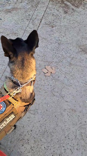 13 reactions | Working on reactivity/aggression towards dogs. Rewards & consequences. | Malinois and Dutch Shepherd training | Facebook