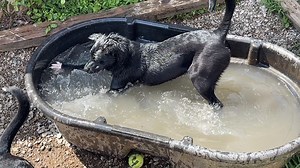 #SundaySmile At first, Paddy wasn't sure about the water feature in the play yard. A short time later, she was captian of the splash team! And last night Paddy was adopted into a family where she is sure to be the center of attention and have a life of fun adventures. Paddy’s smile was so big. And so is ours! | Pets Without Parents