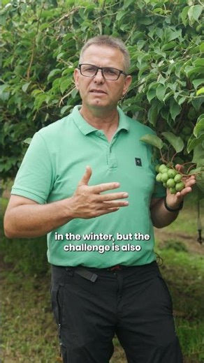 Kiwi Berries: the perfect snack fruit 🥝| Meet the Makers 👨‍🌾