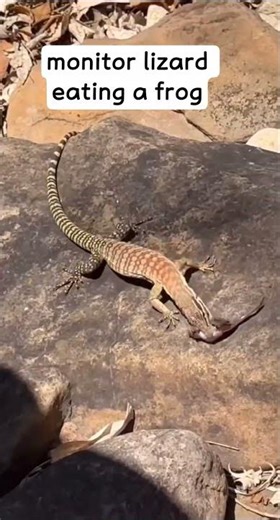 lizard eating frog #petlovers #animallife #animallovers #animals #lizard #frog #shortvideo #viral