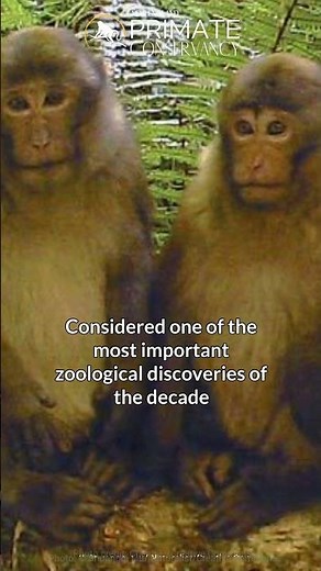 White Cheeked Macaques in 34 seconds—A new-ish discovery