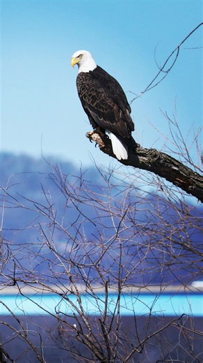 You'll see many bald eagles migrating through Prairie du Chien, Wisconsin along the Mississippi River in the days ahead in early March. 🦅 Local birding expert Dennis Kirschbaum explains what these eagles will be up to during their time here. | Prairie du Chien