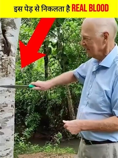 Why does this tree bleed when cut? 😱 The Bleeding Tree Mystery