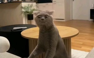 总感觉它在鄙视我