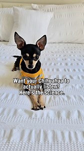 158K views · 3.3K reactions | Struggling to get your Chihuahua to listen? You’re using the wrong currency. #thechisociety #chihuahua #chihuahualife | The Chi Society | Facebook