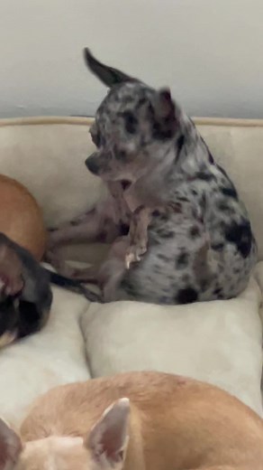 Why Do Dogs Get Red Rockets? Funny Chihuahua Videos on TikTok