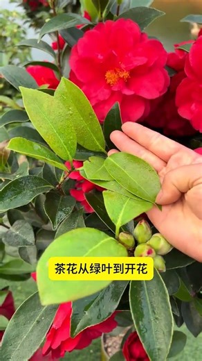 Unlock Camellia Bloom Secrets: Boost Your Flower Power