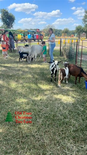  Family Fun Vibes: Our petting zoo is open and full of furry friends waiting to meet you!  Bring the kids and make memories they’ll never forget at Old Time Christmas Tree Farm!  Don’t forget to snap a photo with your favorite animal and tag us! #OldTimeChristmasTreeFarm #PumpkinPatchFun #PettingZoo #FamilyTradition #SpringTX | Old Time Christmas Tree Farm | Facebook