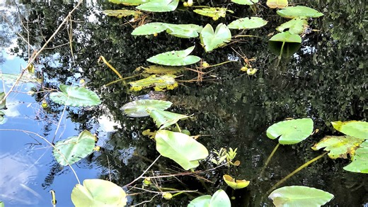 You have high IQ if you find tiny gator blending in with lily pads in 20 seconds