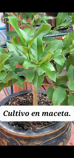 Mira como cultivo mis vegetales en maceta. Para mantener la tierra de las papas humeda y fresca, yo uso mantillo a base de hojas secas. El mantillo tambien lo uso para las remolachas y cebollas. Puedes combinar cultivos como: cebolla y celery, cebolla y cilantro o cilantro con fresas. Atrevete a sembrar tu limonero en maceta, solo asegurate de fertilizar la tierra cada cierto tiempo porque los nutrientes se pierden rapido en la tierra de maceta. Proximo video: mis fresas en maceta! #cultivoenmac
