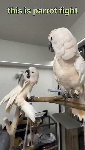 sr parrot birds _ this is parrot fight