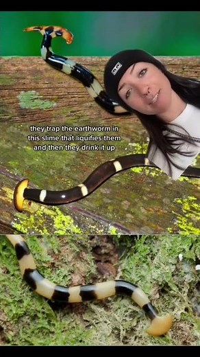 TECHNICALLY IMMORTAL