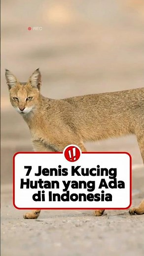 7 Jenis Kucing Hutan yang Ada di Indonesia