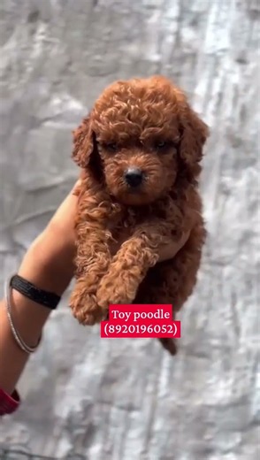 Toy poodle puppy for sale (8920196052) #poodle #toypoodle