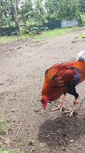 pietrain duroc VS buffalo 😂 | Noue Julio Mallo