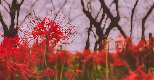 Higanbana: os vários significados do lírio-da-aranha-vermelha