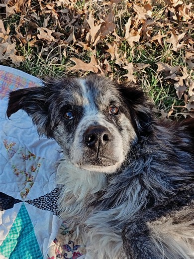 17 years is incredible, but I'd take another 100 with him. #PetLoss #SoulDog #goodboy #DogLoss #alldogsgotoheaven ToHeaven