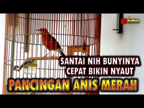 ANIS MERAH ISTIMEWA UNTUK PANCINGAN ANIS MERAH AGAR BUKA SUARA #pancingananismerah