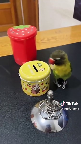 Goofy Fauna on TikTok