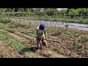 SMART FARMER TECHNIQUES FOR EASILY CULTIVATING DRY LAND USING SIMPLE TOOLS - Agriculture Farming