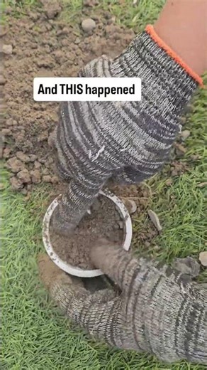 Never throw bulbs too early #caladium #bulbplants #organic #composting #kitchenwastecompost #garden