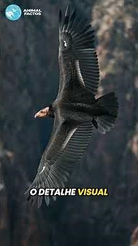 The Bird That Turns Off Its Wings for 200 Kilometers!
