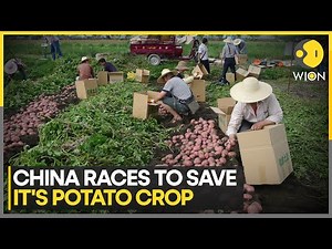 China Races To Save It's Potato Crop | World News | WION