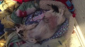 Hello? Any belly-rubbers out there? I'm waiting... | Teddy