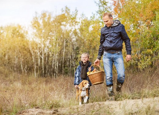 Mushroom Poisoning in Dogs