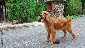 Portrait of a red english cocker spaniel looking at camera. A beautiful brown haired dog. Adorable pet on a walk in the park. Walking outdoors. Young playful animal wags its tail. Rapid breathing.