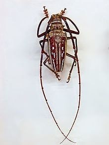 Batocera wallacei - Alchetron, The Free Social Encyclopedia