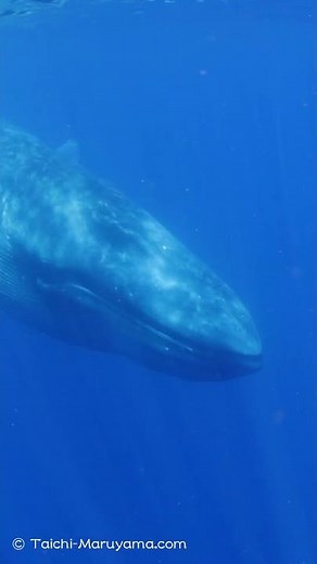 🐋貴重なシロナガスクジラの摂餌動作映像🦐