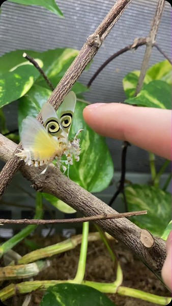 Adrian Kozakiewicz/Insecthaus® on Instagram: "African Flower mantis"