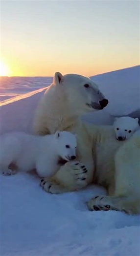 Frozen Hunter Life of the Polar Bear