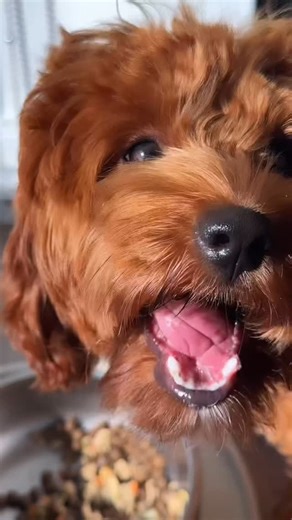Lilo The Cockapoo on Instagram: "from picky eater to licking the plate clean… here’s the shift we made to our puppy’s food that now has her so excited for meal time!! when we first got her it was so tough to get her to eat, she was so picky and didn’t want to touch her plate and now she literally sprints to it  #cockapoopuppy #puppylife #cockapooworld #cockapooclub #puppydays #cockapoolove #puppymoments #puppythings #puppyfood #dogfoods"