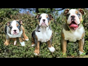OLDE ENGLISH BULLDOG GROWING UP FROM 8 WEEKS TO 4 MONTHS 🐶