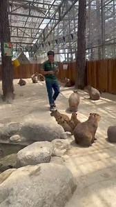 207K views · 2.8K reactions | Nhìn ẽm phê còn hơn con tê tê #capybaralover #capybara Nguồn: kiet_62tiktok | Capybara Lover | Facebook