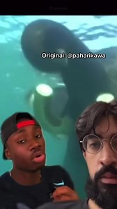 10K views · 408 reactions | “Can elephants swim” ： “Can I swim？ Pull up in the Sri Lanka WHAT” #elephant #nature #history #fypシ゚viral #fypシ゚ #fyp #fyppage #fypシ゚viralシ #usa #mexico #australia #uk #canada | Ye Mndia | Facebook