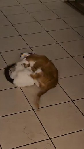 323K views · 10K reactions | Talk to your cats about the dangers of nip-tipping #catnip #talkingcat #businesscats #crazycat #catfight #weird #voiceover #buckaroodoug #catsofinstagram | Drennon Davis | Facebook