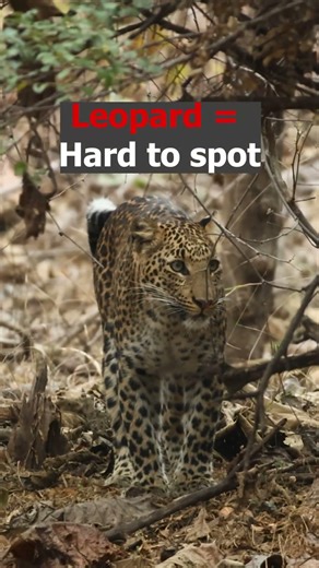 Tiger vs Leopard: Who has the BEST Camouflage? 🐯🐆 #tigervsleopard