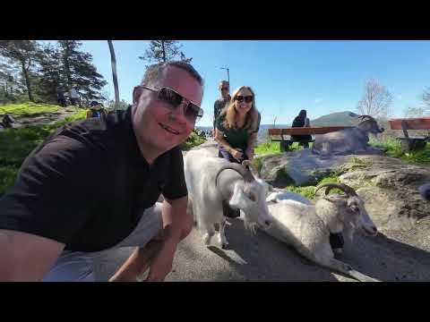 We found the supermodel goats of Norway